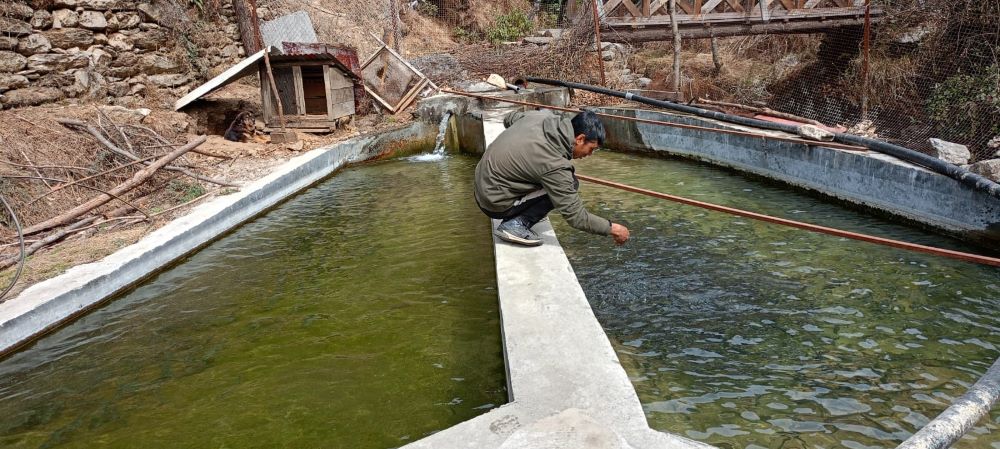 वैदेशिक रोजगारीबाट फर्किएर माछापालन, मासिक डेढ लाख आम्दानी       